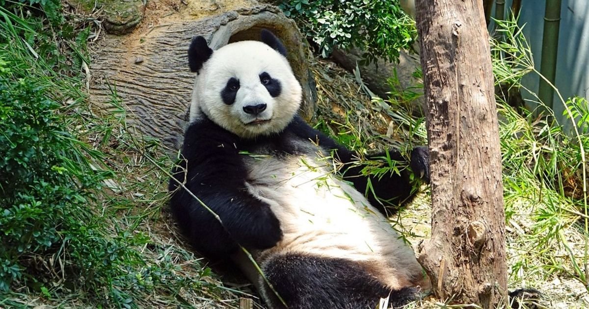 "Panda diplomatija": Kina šalje dve pande Sjedinjenim Američkim Državama