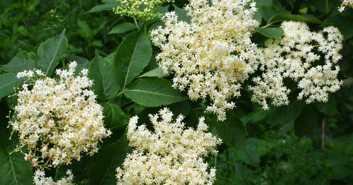 Ovu biljku svi imamo pred očima, a maj je njen trenutak: Nismo ni svesni koliko je zdrava, ali nije bezopasna