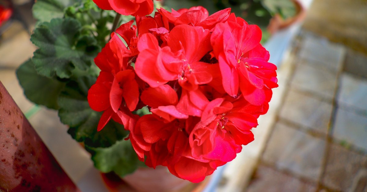 Muškatle najlepše cvetaju ako ih zalivate na ovaj način: Nisu kao ostalo cveće, a malo domaćica to zna