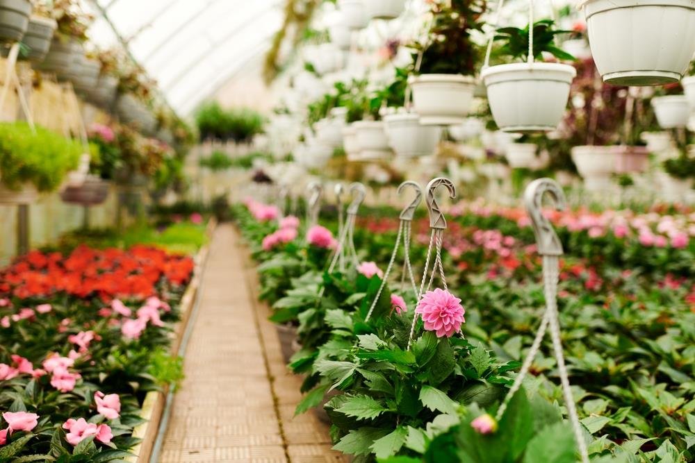 Kako negovati muškatle u proleće? Dve stvari su veoma bitne kako bi imale prelepe cvetove