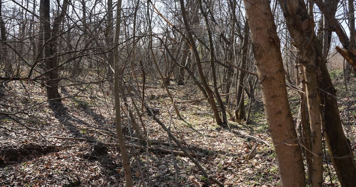 Misterija u srpskoj šumi: Niko ne zna šta je ovo, merdevine vode u dubok ambis, stiglo DRAMATIČNO UPOZORENJE