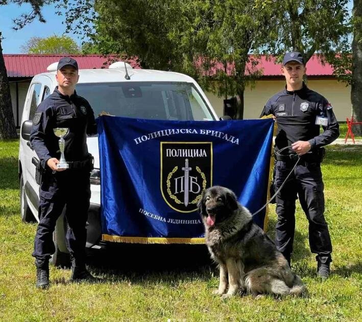 ISKRA IZ POLICIJSKE BRIGADE ODUŠEVILA Šarplaninka osvojila prvo mesto i CAC titulu u Zabeli (FOTO)