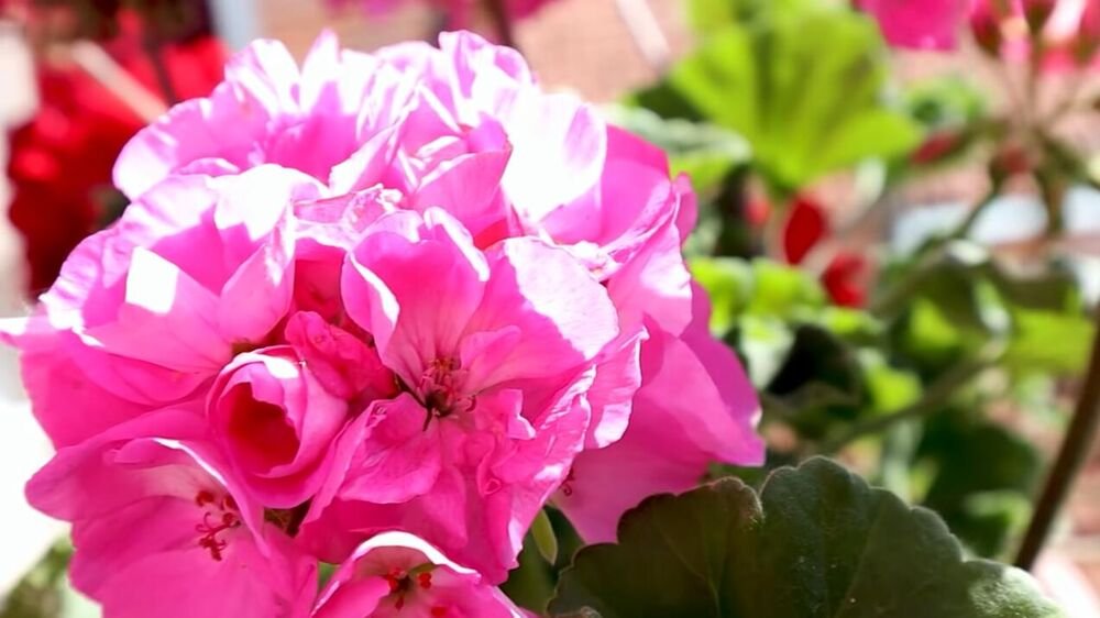 Malo koja domaćica zna kako se pravilno zalivaju muškatle! Samo ovako će najlepše da cvetaju