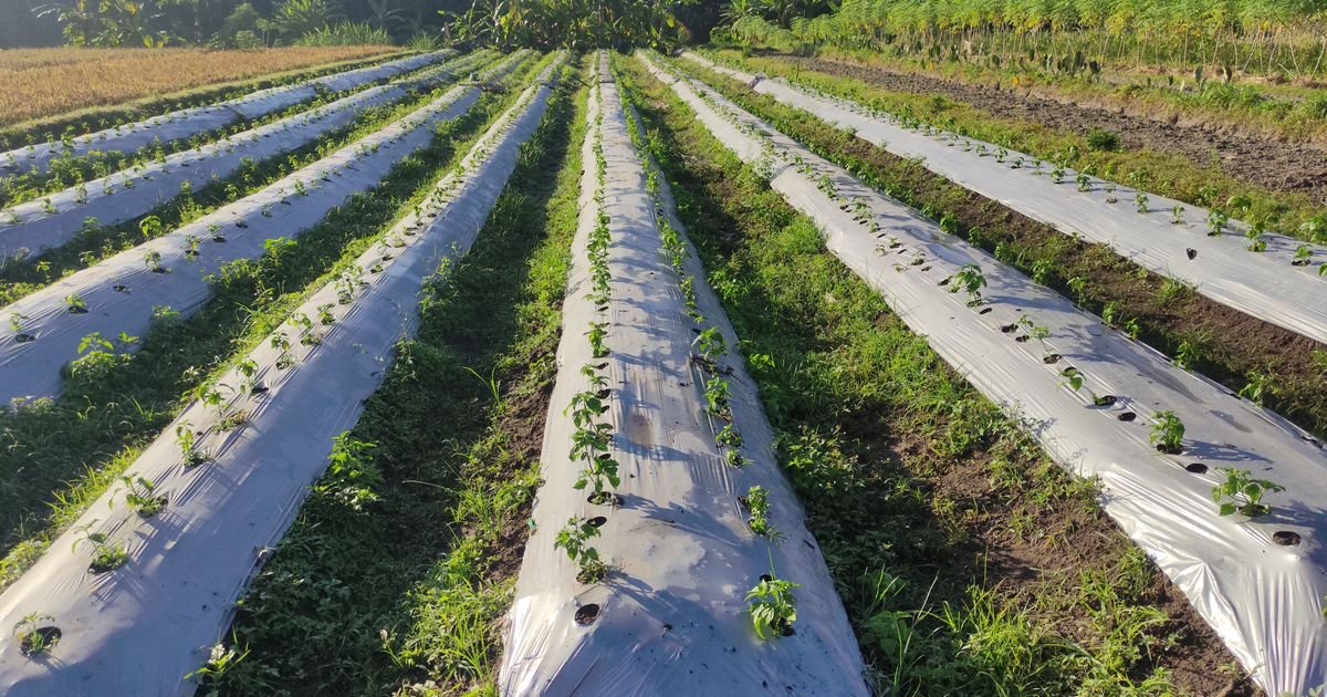 Nestvaran prizor zabeležen u Futogu: Bezbednosni rizik na ulici