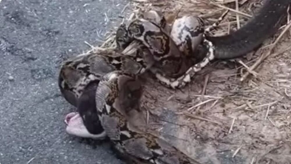 STRAVIČAN SNIMAK BORBE KOBRE I PITONA! Krvoločni REPTILI se BORE KO ĆE KOGA POJESTI! "Zbog OTROVA nije mogao..."