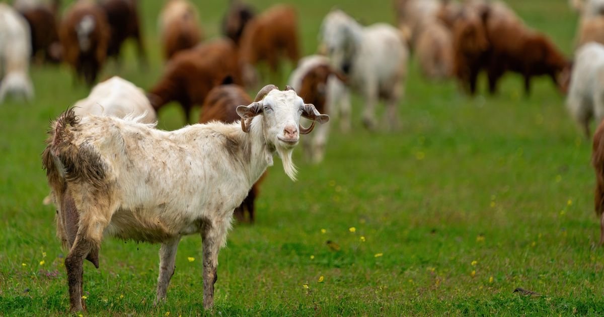 Zaigrala se ekipa: Vlasnik izgubio stado koza, angažovao Gorsku službu spasavanja