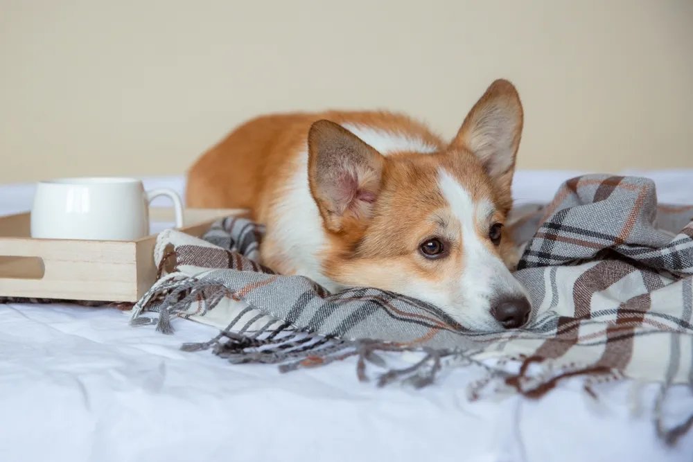 Veterinarka upozorava na simptome kod pasa koji zahtevaju hitan odlazak kod veterinara