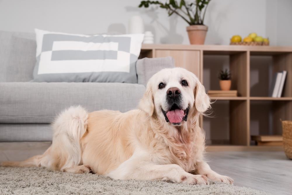 Koliko vaš pas ima ljudskih godina? Evo kako se pravilno računaju pseće godine, istina će vas iznenaditi
