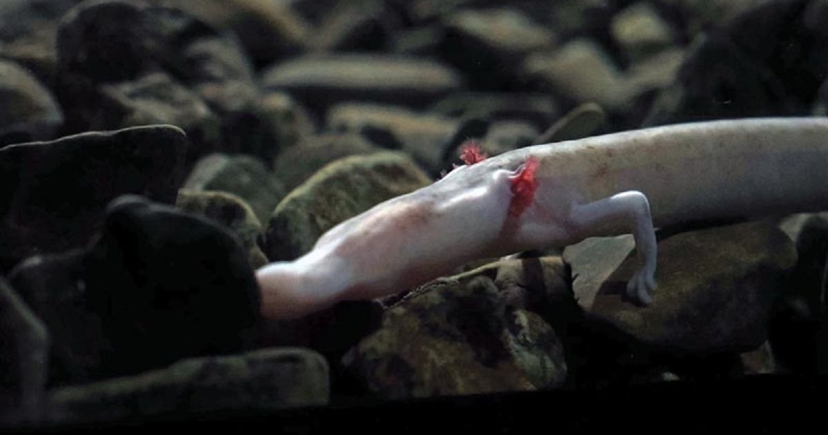 Postojnska jama i njene tajne: Otkrivamo čari "malog zmaja" ali i skrivenu sobu hotela u kojem je boravio Tito