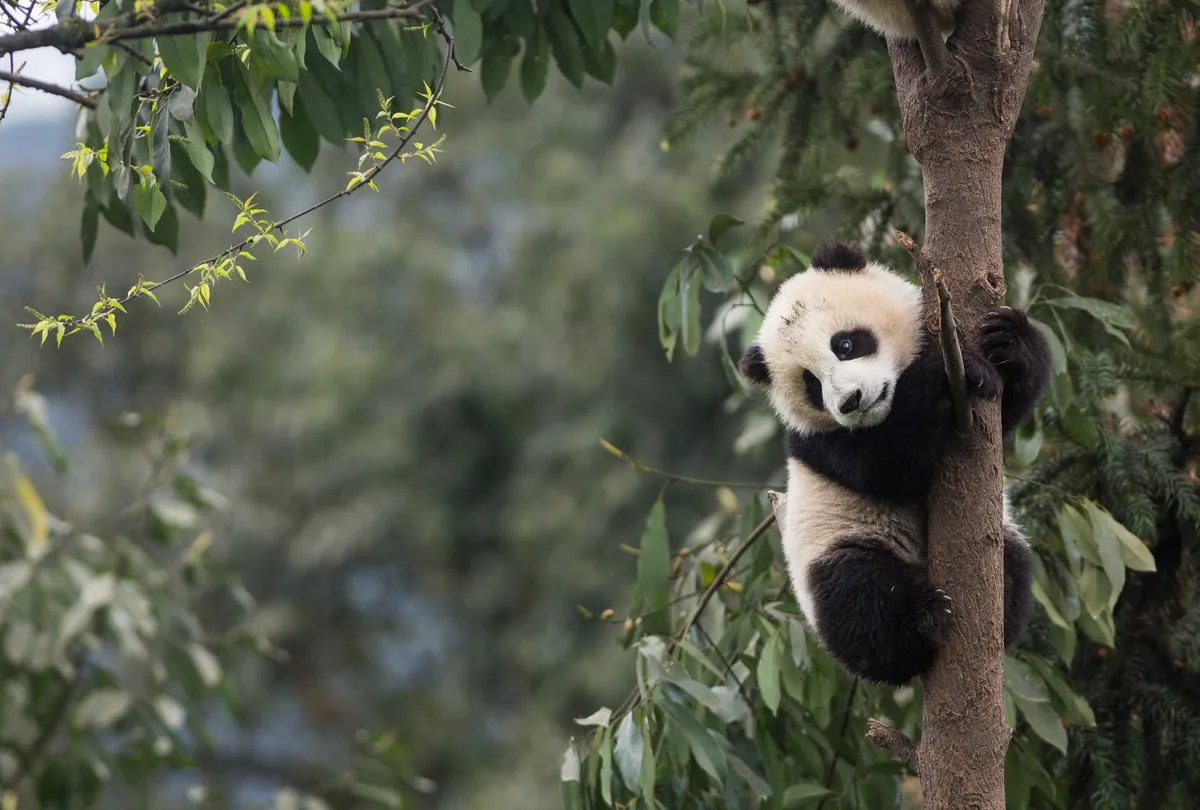Panda diplomatija ponovo na sceni: Kina šalje novi par pandi u SAD