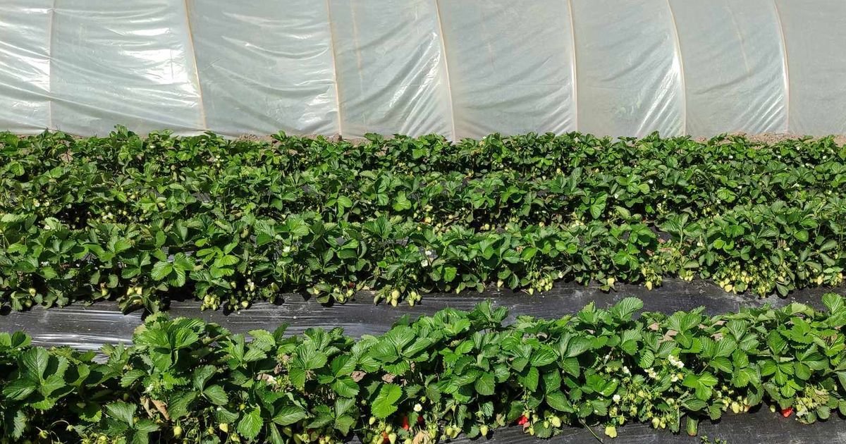 Grad "odneo" 450.000 evra: Nevreme opustošilo dolinu Neretve, uništeno 150 tona jagoda pred samu berbu