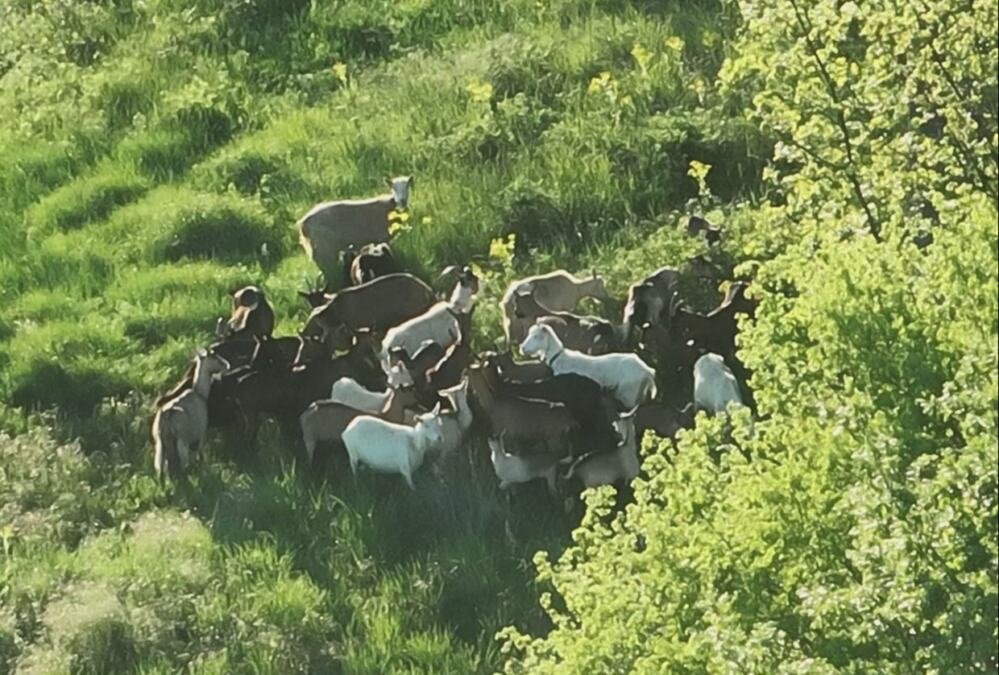 "Zaigrana ekipa" se izgubila kod Širokog Brijega, pripadnici GSS brzo reagovali dronom locirali stado (FOTO)