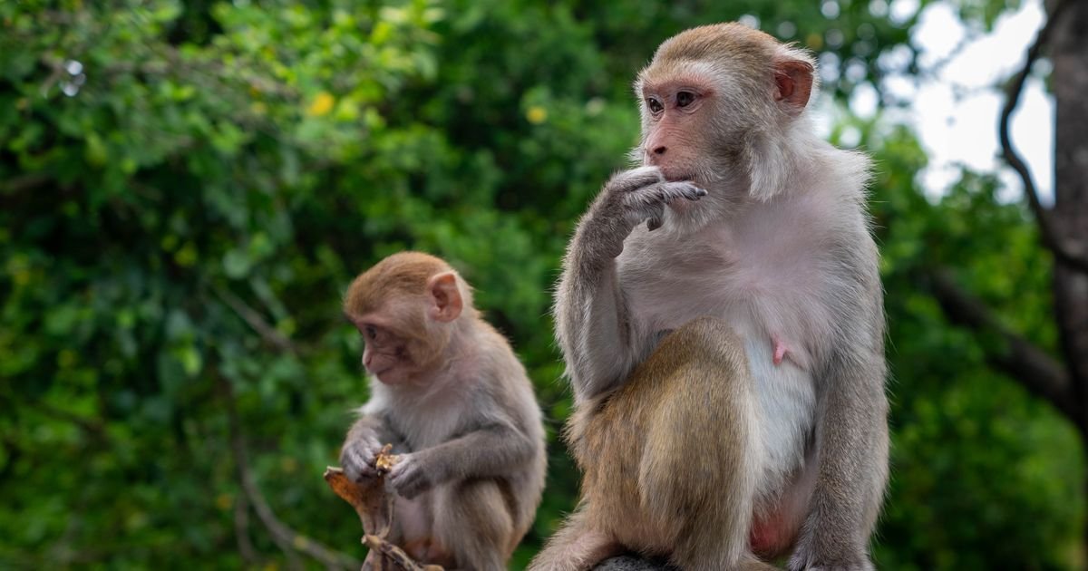 Turisti ih hrane čipsom, a oni se leče OVAKO: Neobično ponašanje gibraltarskih makakija oduševilo naučnike