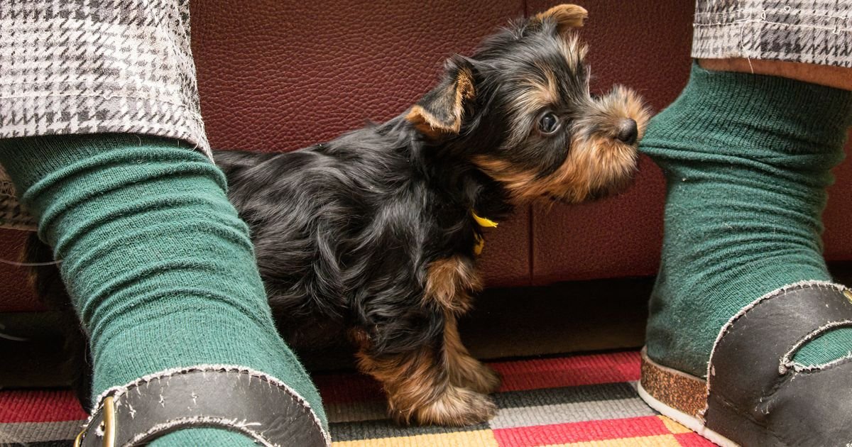 Štene vam gricka ruke i noge: Prepoznajte da li je u pitanju IGRA ili nagoveštaj PROBLEMA u ponašanju