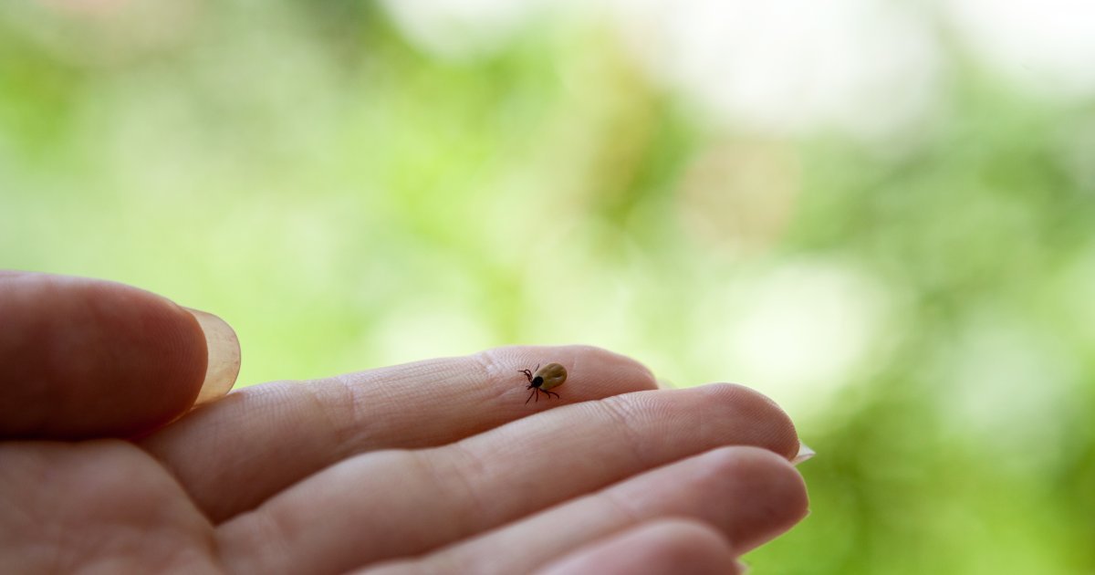 Gradska čistoća danas sprovodi akciju suzbijanja krpelja