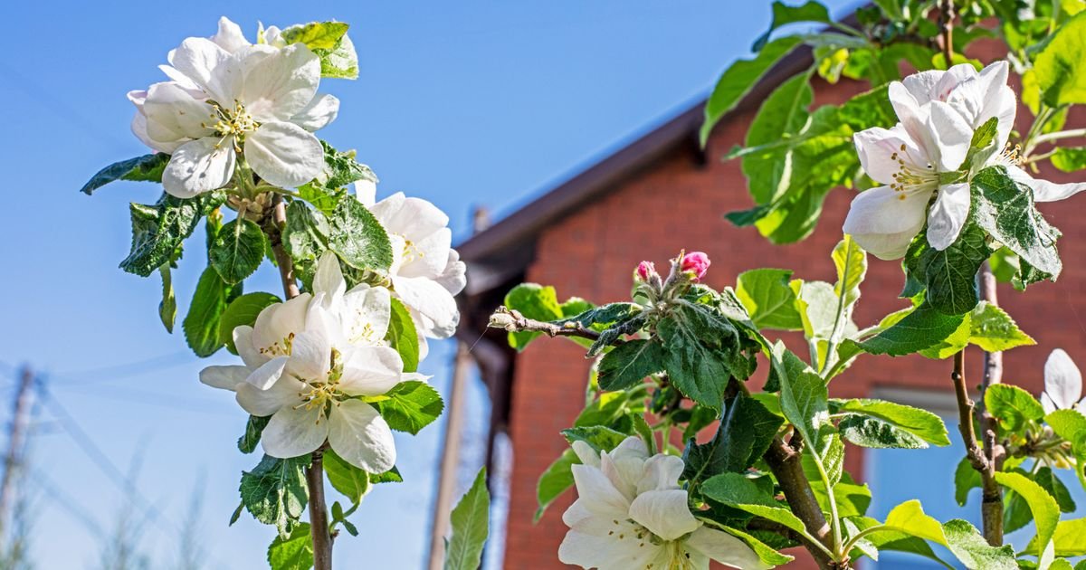 Malo dvorište, velika berba: 9 voćki koje uspevaju i u skučenom prostoru