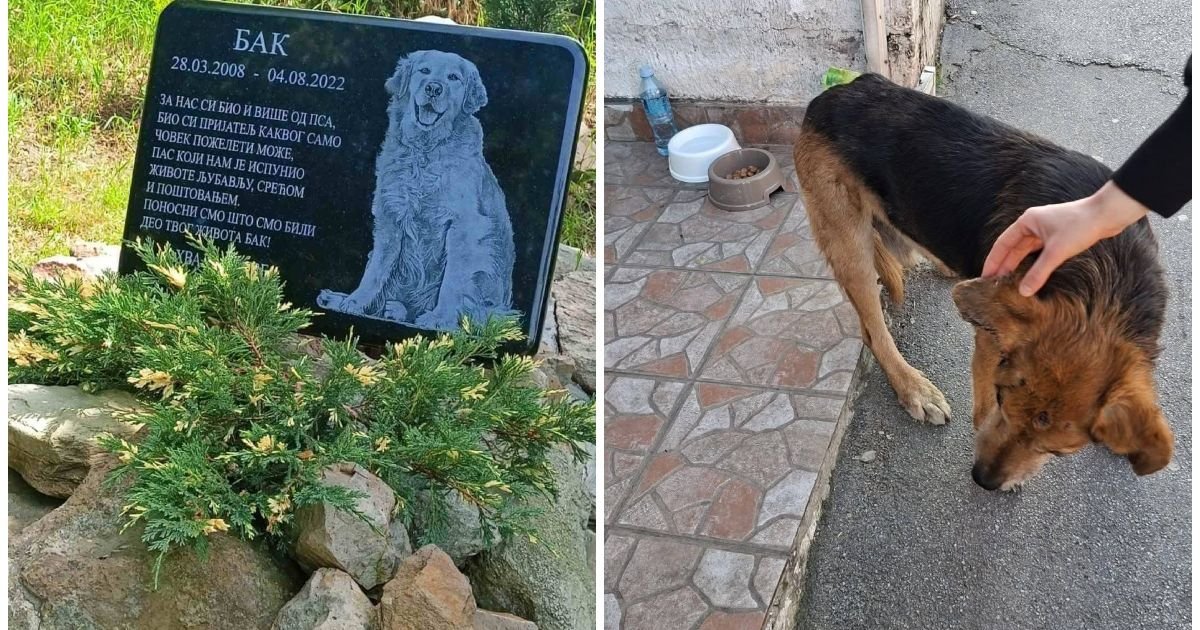 Uginuo najdraži pas sa ulica Beograda! Komšije se udružile da učine nešto prelepo: "Dule je ovo zaslužio"