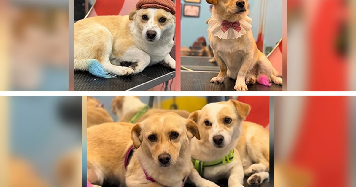 Nikad nisu šetali ni osetili travu, živeli u kavezu dva sa dva: Borgi i Žuzel traže ljubav i dom zauvek