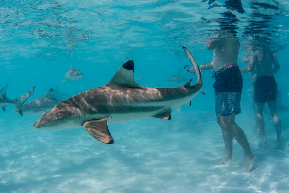 Evo kako da preživite napad ajkule! Dovoljan je ovaj 1 potez, odmah će da se okrenu od vas i odu