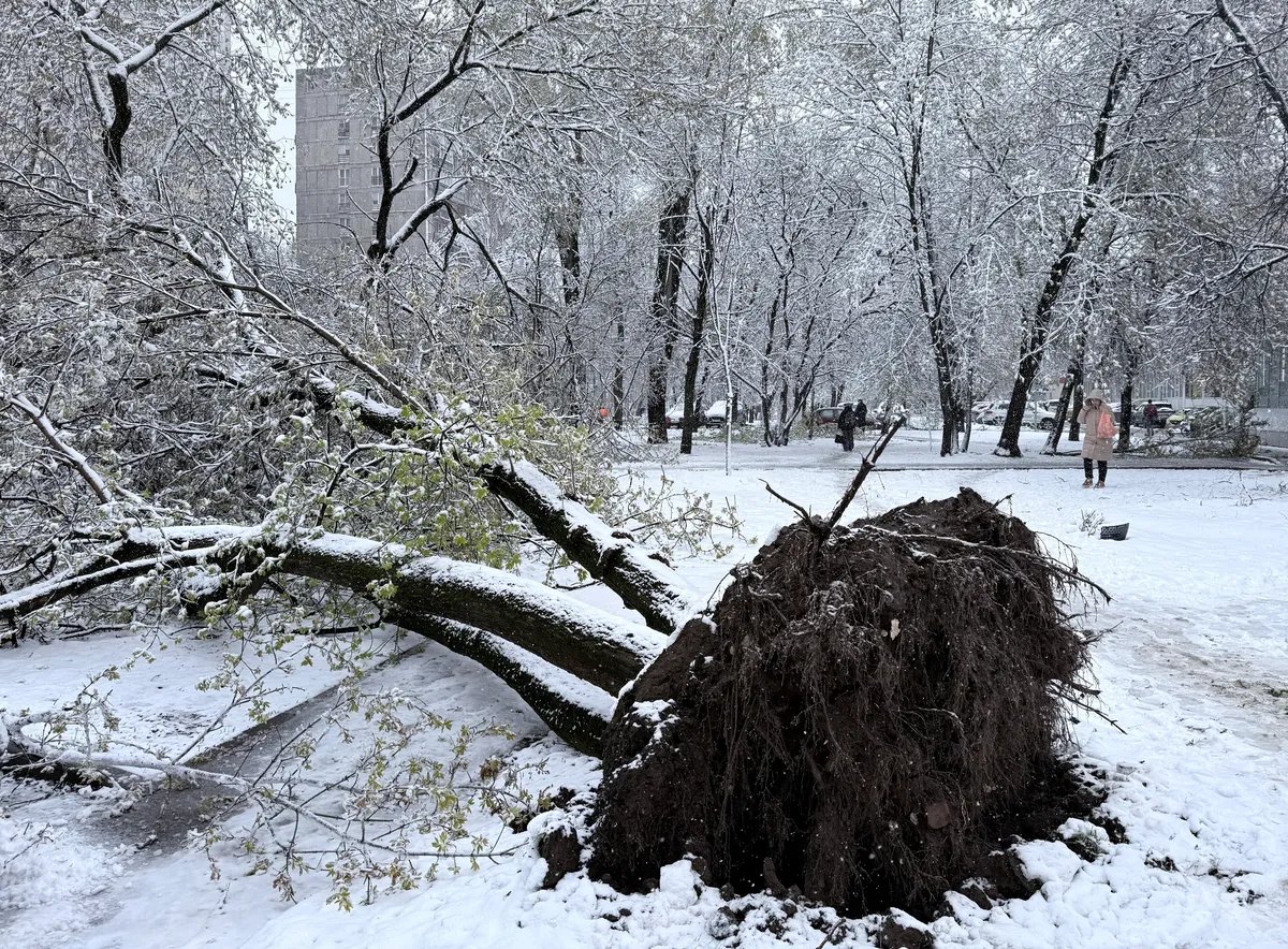 (VIDEO) Snežna oluja u Moskvi: Otkazani letovi, iščupana stabla