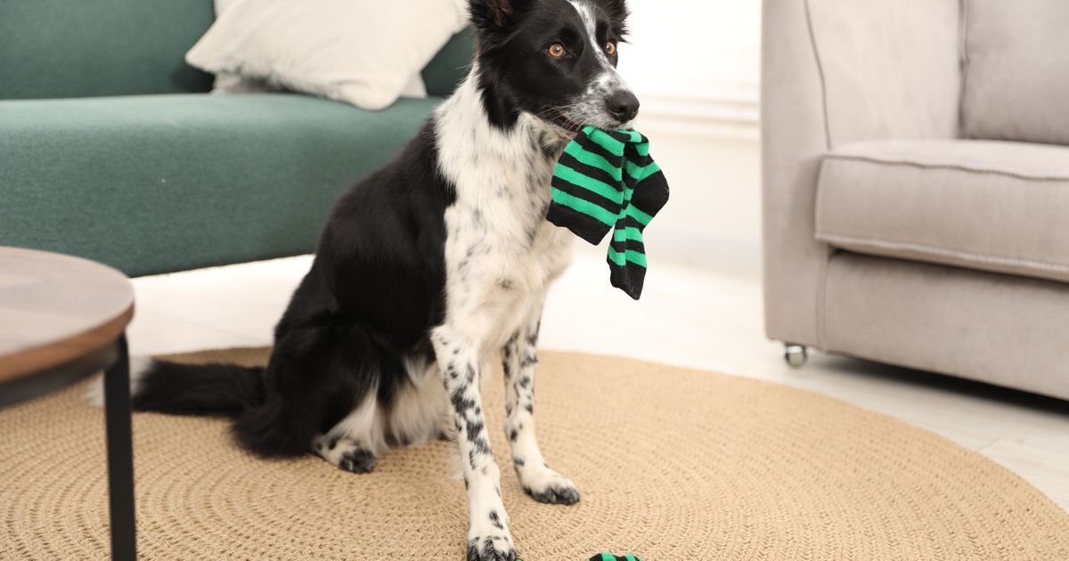 Psi najčešće gutaju OVE PREDMETE: Od čarapa do baterija, evo šta može biti KOBNO za vašeg ljubimca