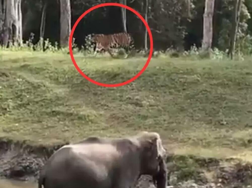 TIGAR HTEO DA NAPADNE SLONA, A ONDA JE POČEO PRAVI HAOS: Sve je SNIMLJENO KAMEROM, pogledajte ŠTA SE DESILO! VIDEO