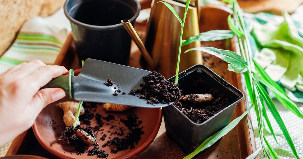 Zašto da kupujete đumbir kada možete da ga uzgajate kod kuće: Iz jednog komada dobijate beskonačnu zalihu