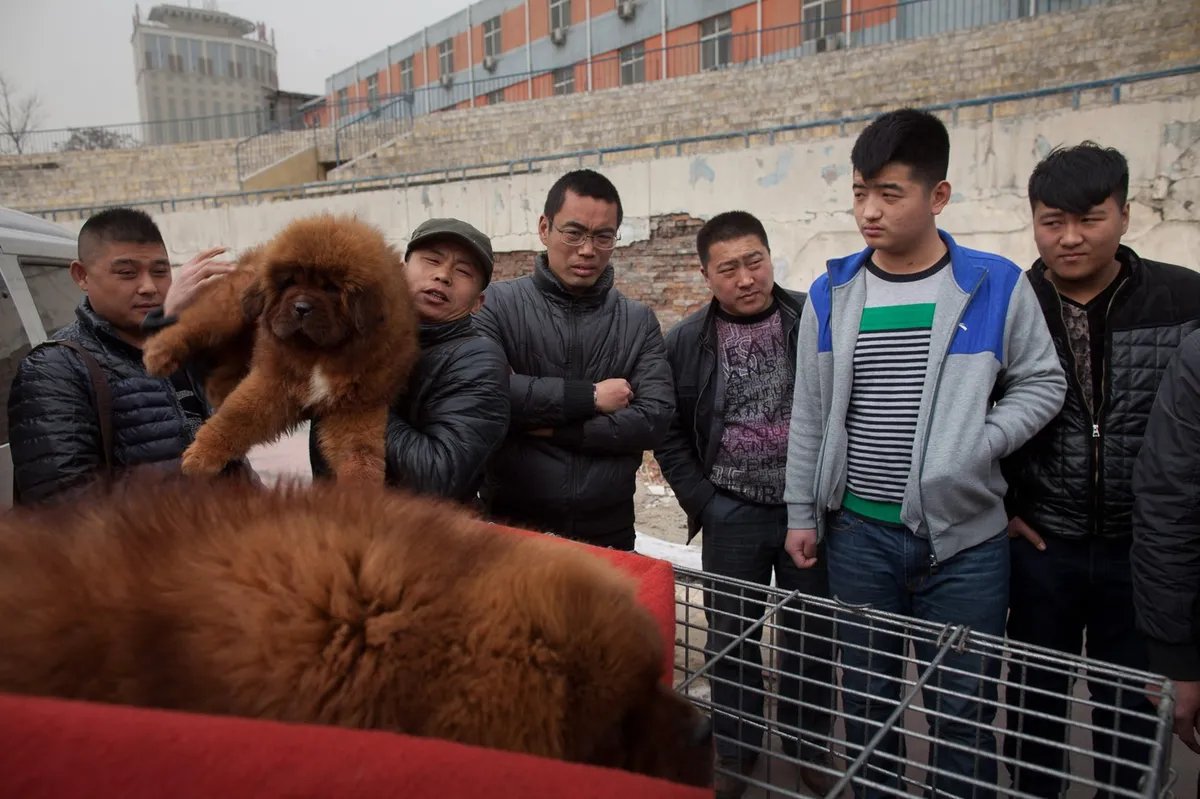 Porodica dve godine mislila da odgaja mastifa - a onda su otkrili da uopšte nije pas