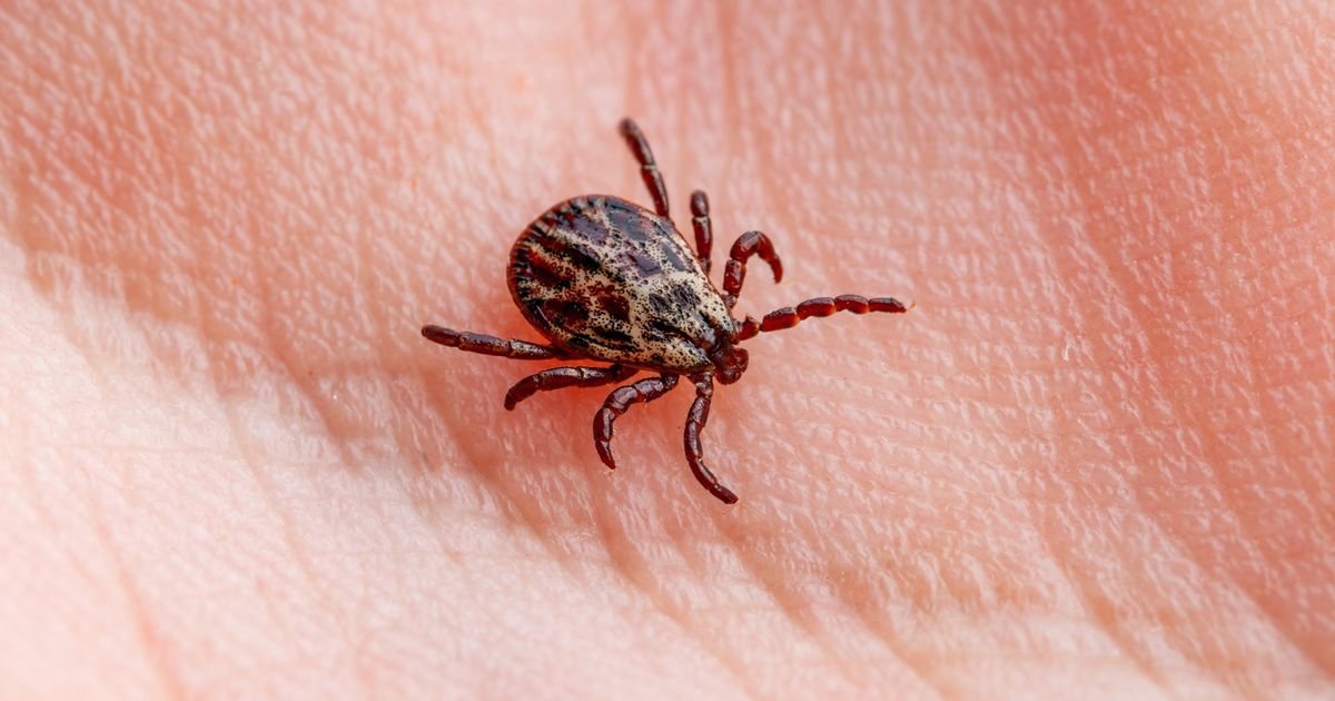 Prvomajski uranak može da vam presedne: Ako vas ujede KRPELJ, jednu stvar nikako ne smete da radite