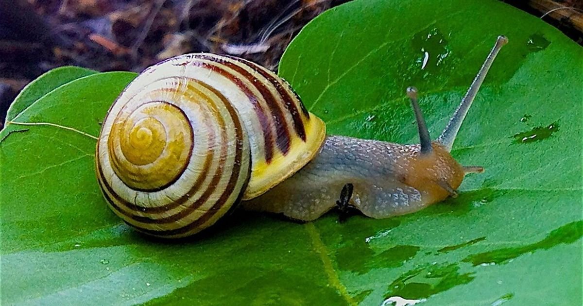 Puževe iz Srbije serviraju u elitnim restoranima Evrope: Sakupljači kažu da na njima zarade bogatstvo