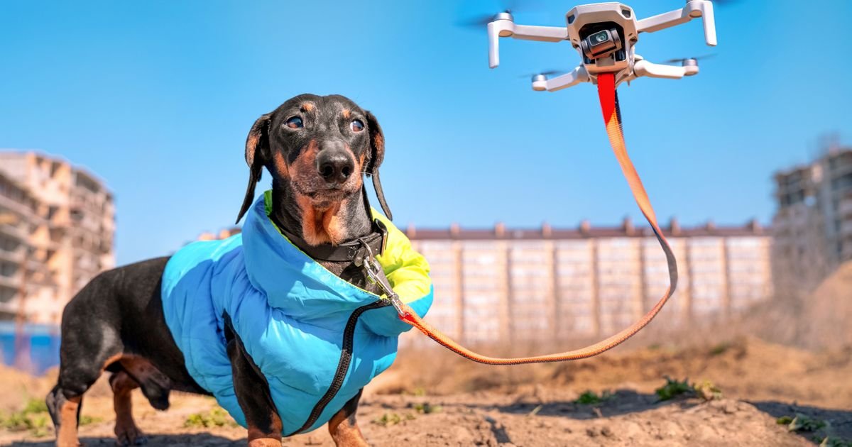 Poljska diže dronove sa termalnim kamerama da od smrzavanja spasi pse koji su napolju vezani na lancu