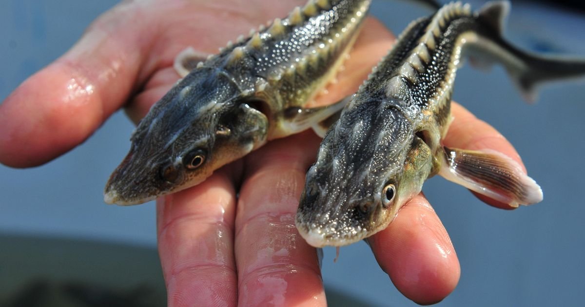 Dunavska riba na ivici izumiranja, a od nje se pravi kavijar koji košta 20.000 evra