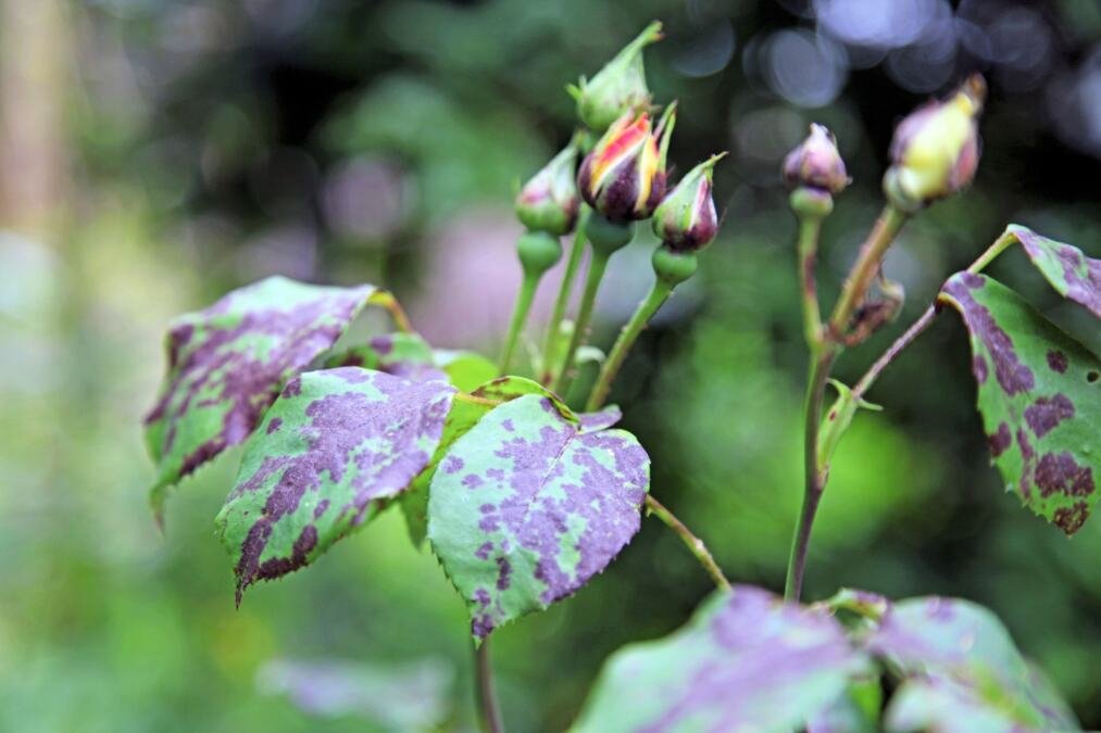 Jedna stvar iz frižidera spasiće vaše ruže crnih pega: Napravite rastvor koji će ih oživeti za tili čas
