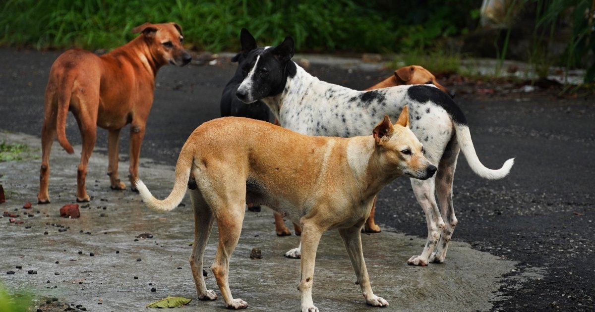 Roditelji zabrinuti za decu: Agresivan čopor pasa na putu do škole u Vrnjačkoj Banji, ceo grad na nogama
