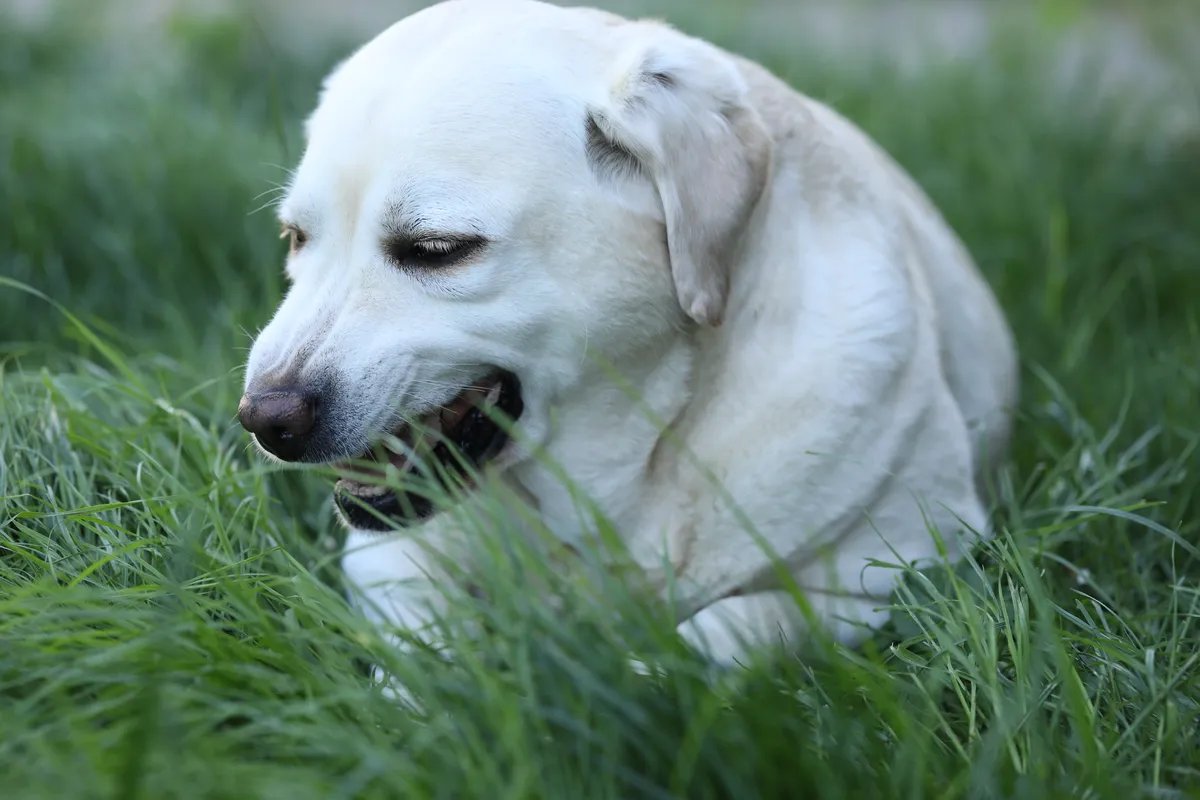 Čudni razlozi zbog kojih vaš pas jede travu i izmet