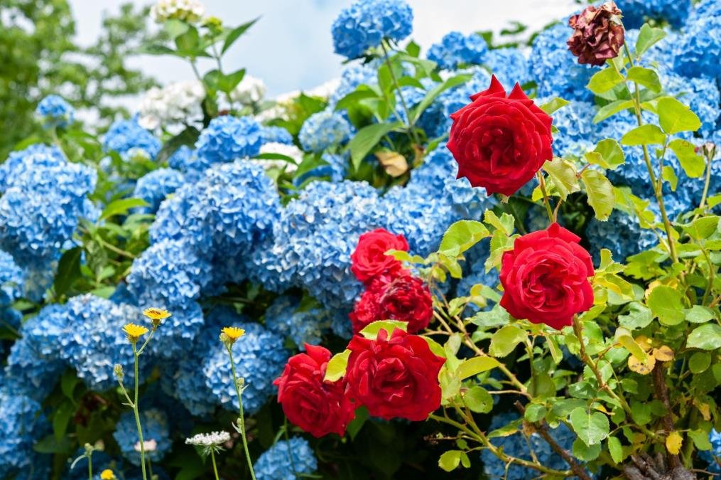 Ako želite da vam hortenzije budu plave treba vam samo jedan kuhinjski sastojak: Utiče i na boju i zdravlje biljke