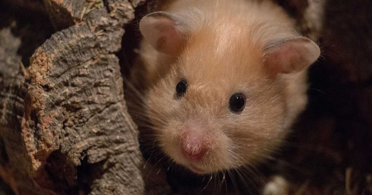 Pre izumiranja dinosaurusa, sisar veliki kao hrčak je oblikovao život koji je opstao na pacifičkoj obali