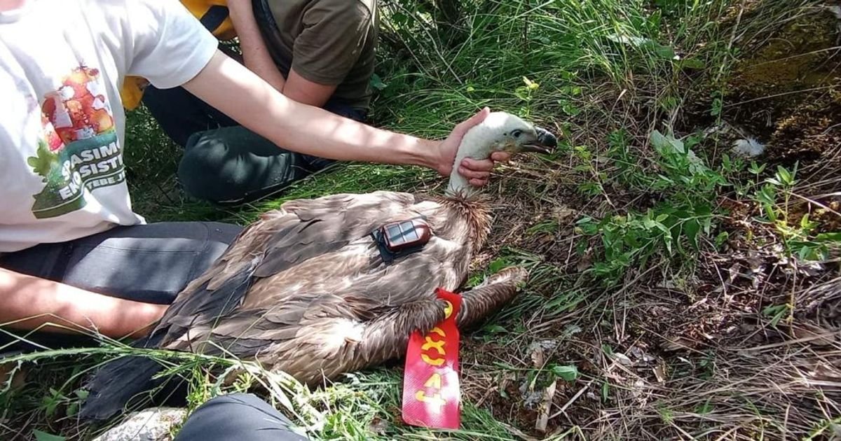 Rajka odletela do Afrike