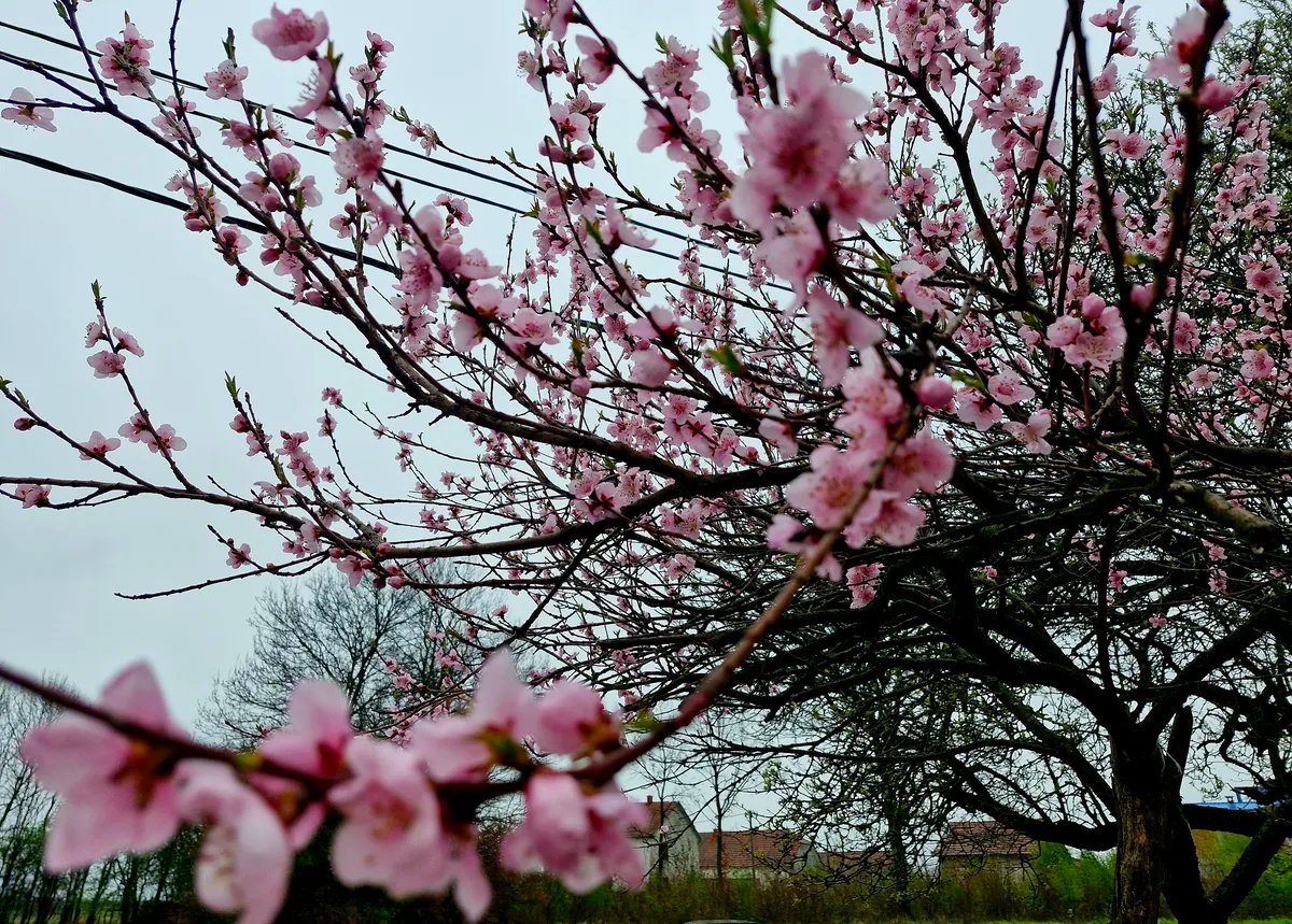Sunčano i toplo, od sredine sedmice promenljivo i svežije