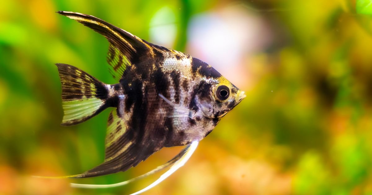 Tajna komunikacija skalara: Kako ove ribe bez zvuka uspostavljaju hijerarhiju i brane prostor od uljeza