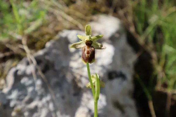 (FOTO) Retka vrsta orhideje pronađena u BiH