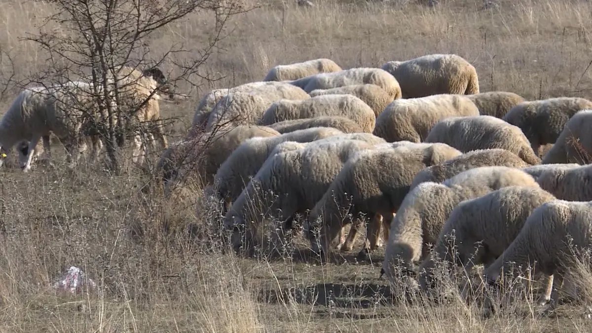 Psi lutalice usmrtile 15 ovaca na imanju kod Bijelog Polja