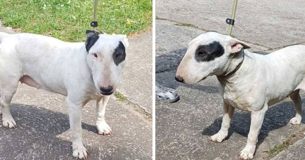Bulterijerka iz azila traži dom: Zdrava i nežna sedmogodišnja dama čeka svoju novu porodicu