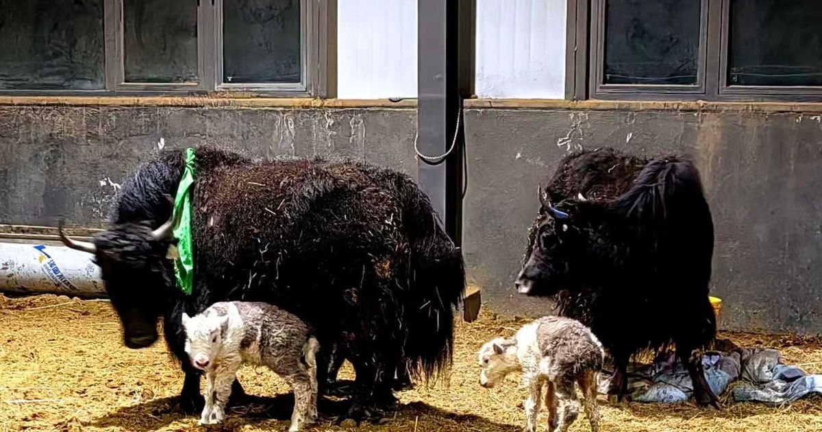 Broj kloniranih jakova će povećati na više od 100: Neobičan plan Kine za naredne dve godine