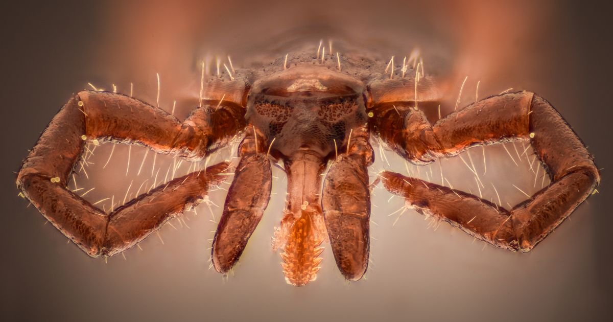 Najveća zabluda o vađenju krpelja koju svi praktikujemo: Doktorka otkriva kako se zaštititi