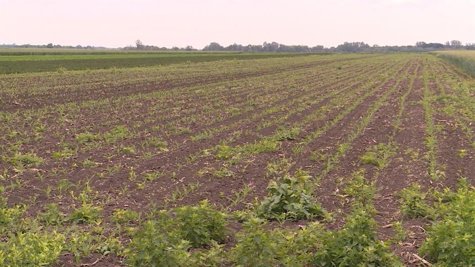 Vraćeno u posed više od 700 hektara državnog poljoprivrednog zemljišta u Sirigu i Čeneju