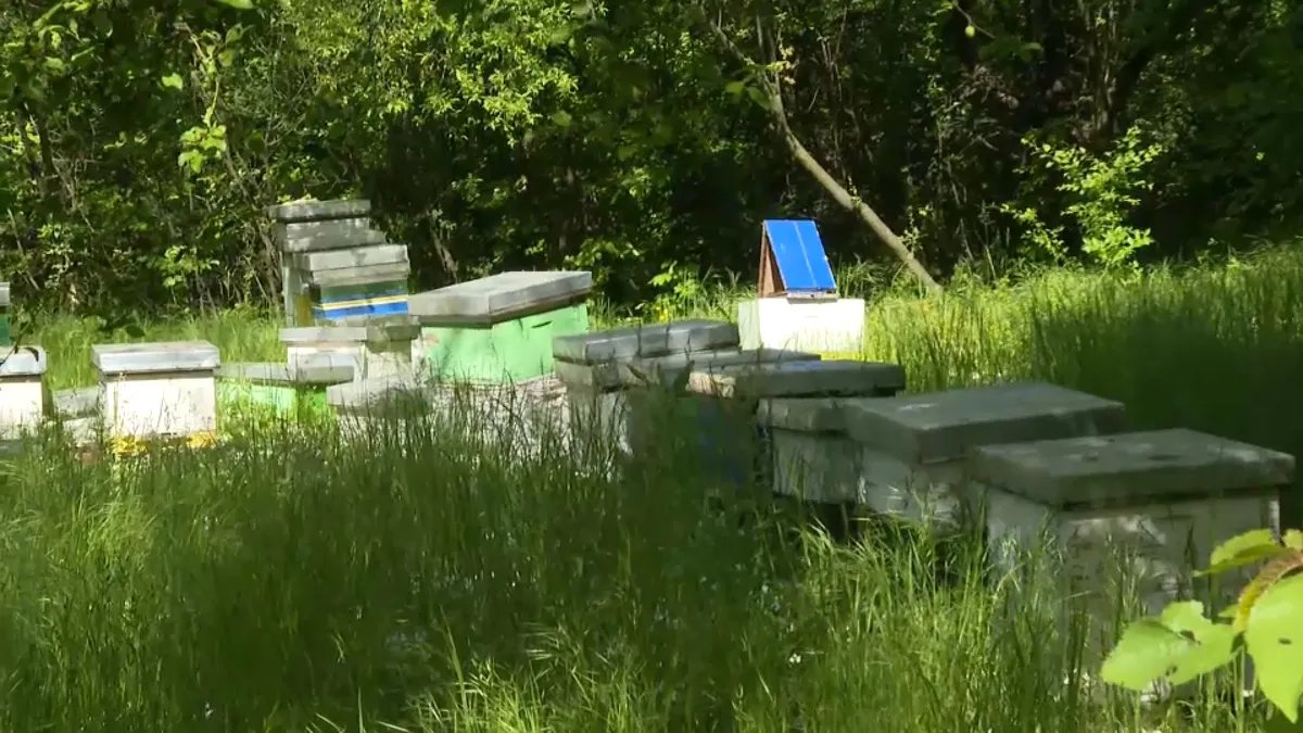 "Još jedan u nizu projekata investitorskog urbanizma": Umesto trave, stabala i košnica - stambeni objekti