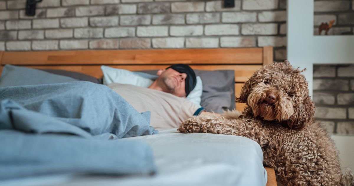 Da li ste stvarno spremni za psa: PET ključnih RAZLOGA zbog kojih ne treba da ga imate