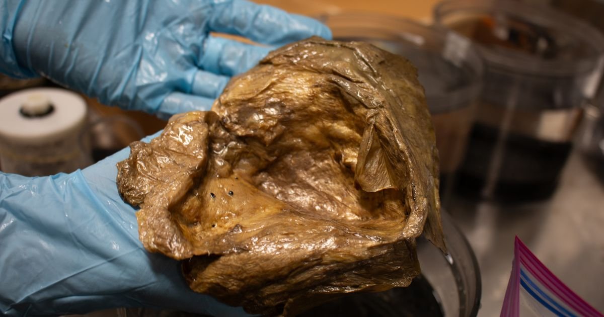 „Nije ni jaje, ni sunđer, ni vanzemaljac…“ REŠENA MISTERIJA! Posle 2 godine utvrđeno poreklo zlatnog jajeta