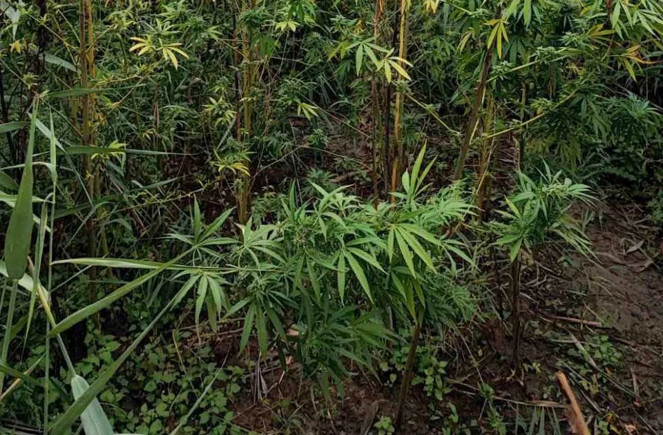 U Šri Lanki uhapšena 22 budistička monaha - kod njih pronađeno 110 kilograma kanabisa